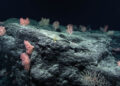 oceano coral
