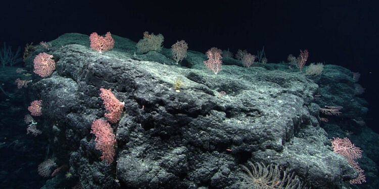 oceano coral