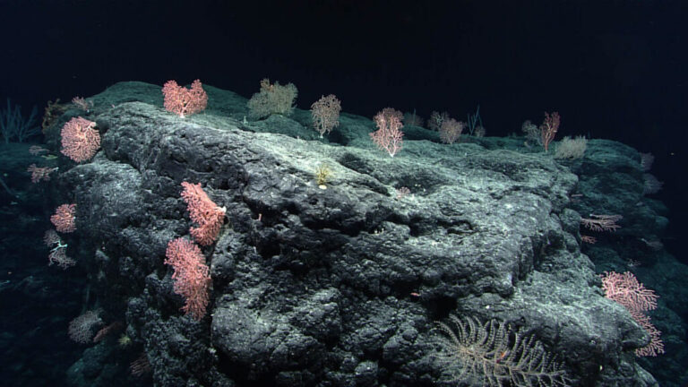 oceano coral