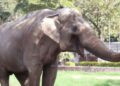 elefante sorocaba