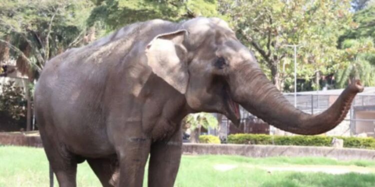 elefante sorocaba