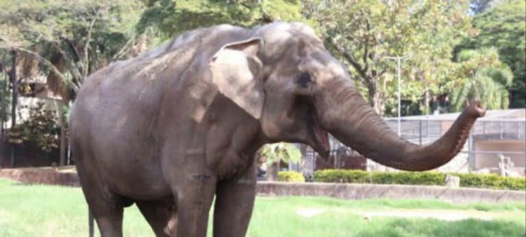 elefante sorocaba