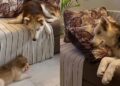 husky