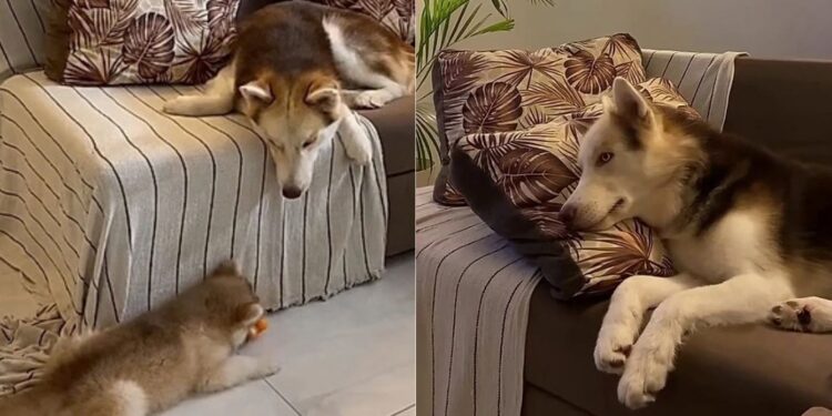 husky