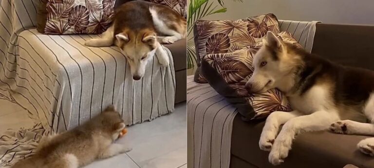husky
