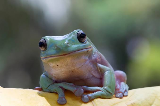 sapo casa rã