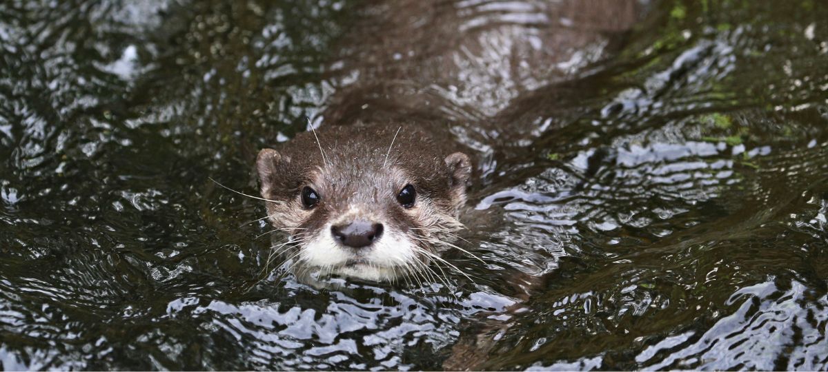 lontra
