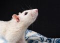 rato
