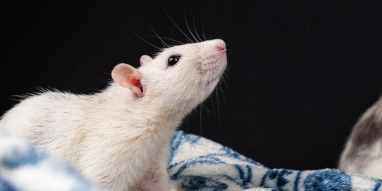 rato