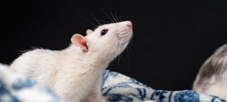 rato