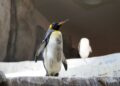 Surfista encontra pinguim imperador praia