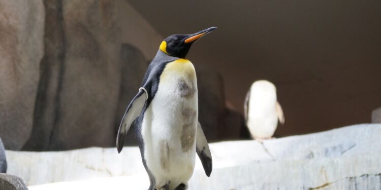 Surfista encontra pinguim imperador praia