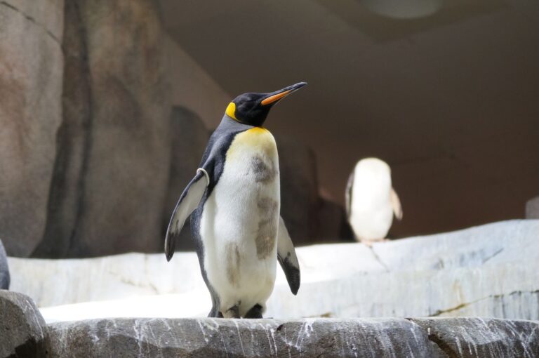 Surfista encontra pinguim imperador praia