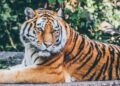 tigre