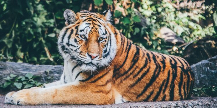 tigre