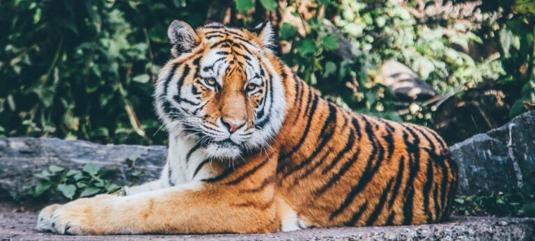 tigre