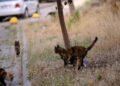 Gata desaparece mudança passa cinco