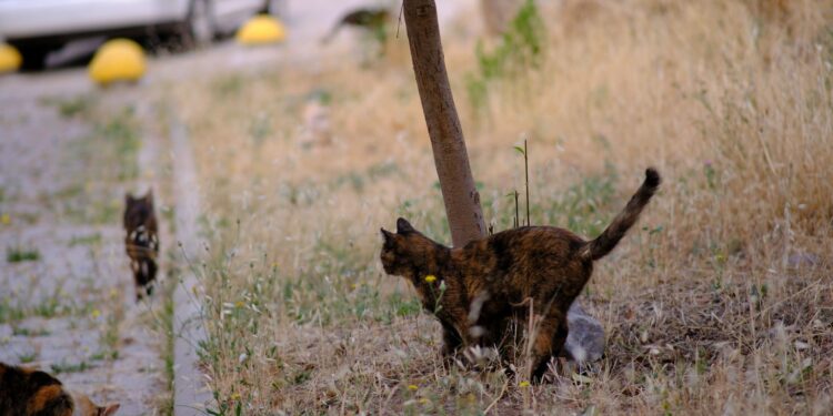 Gata desaparece mudança passa cinco