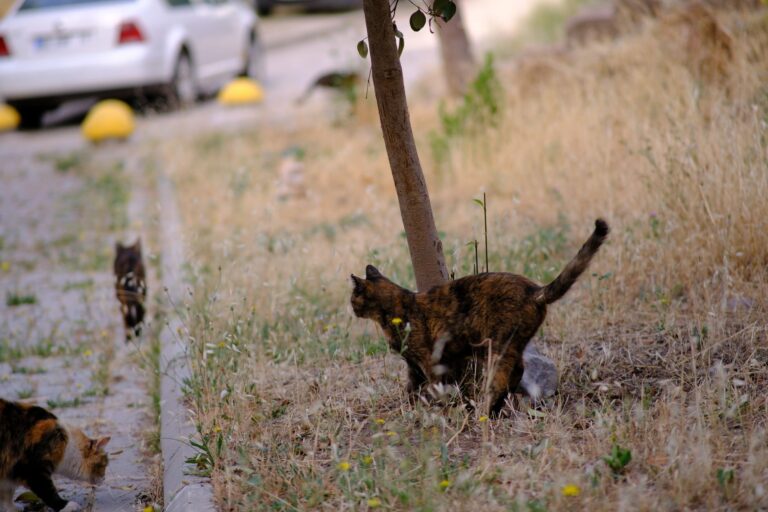 Gata desaparece mudança passa cinco