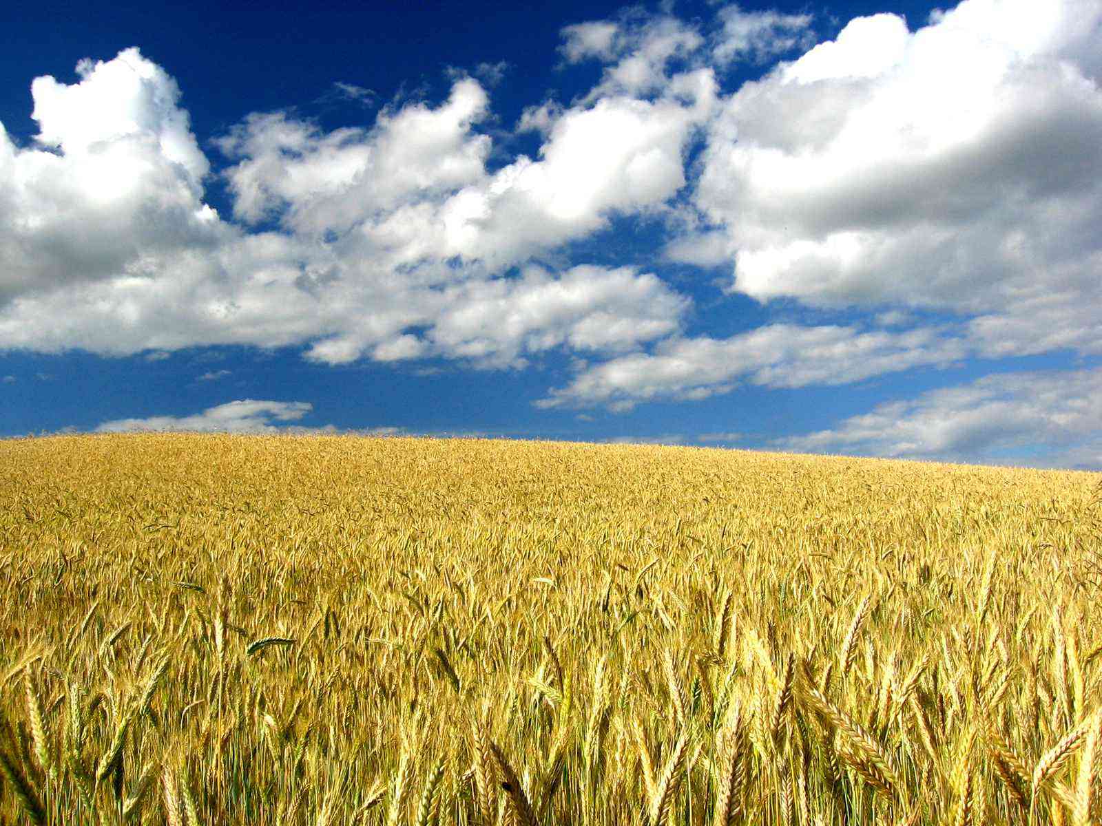 Bayer assume indenizações da Monsanto