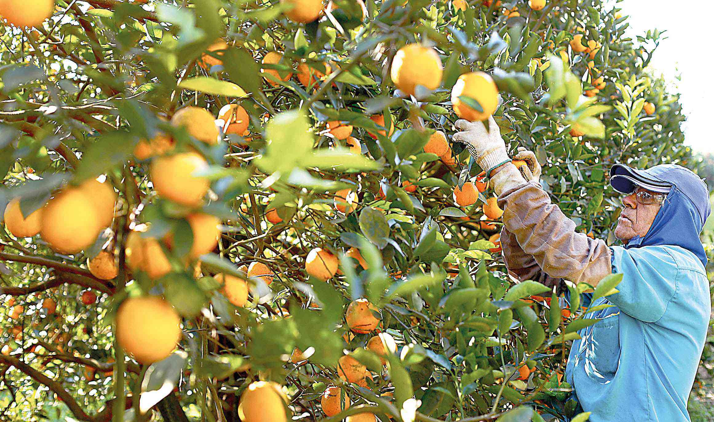 Greening compromete produção de laranja
