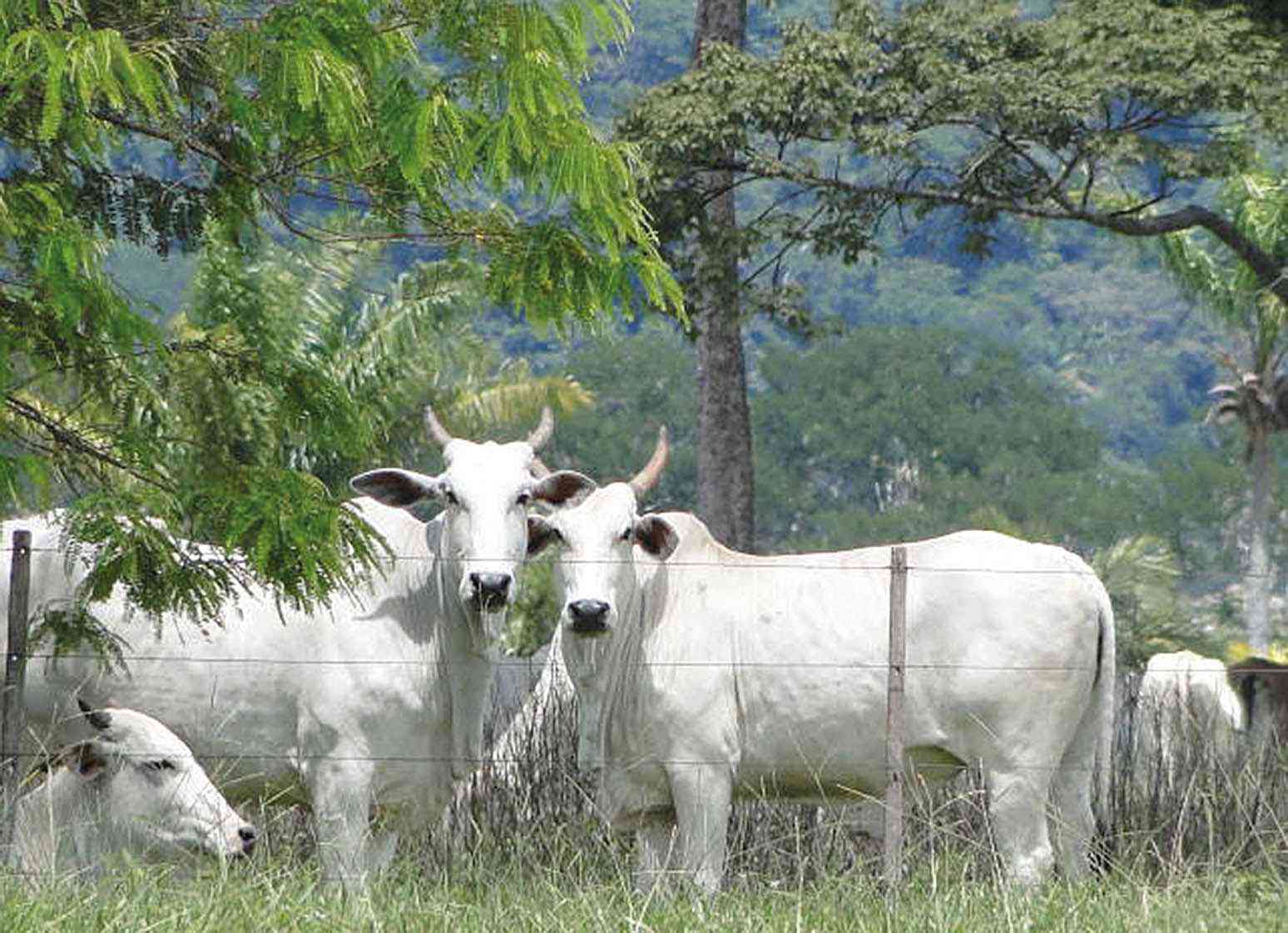 Raça Nelore tem avaliação genômica