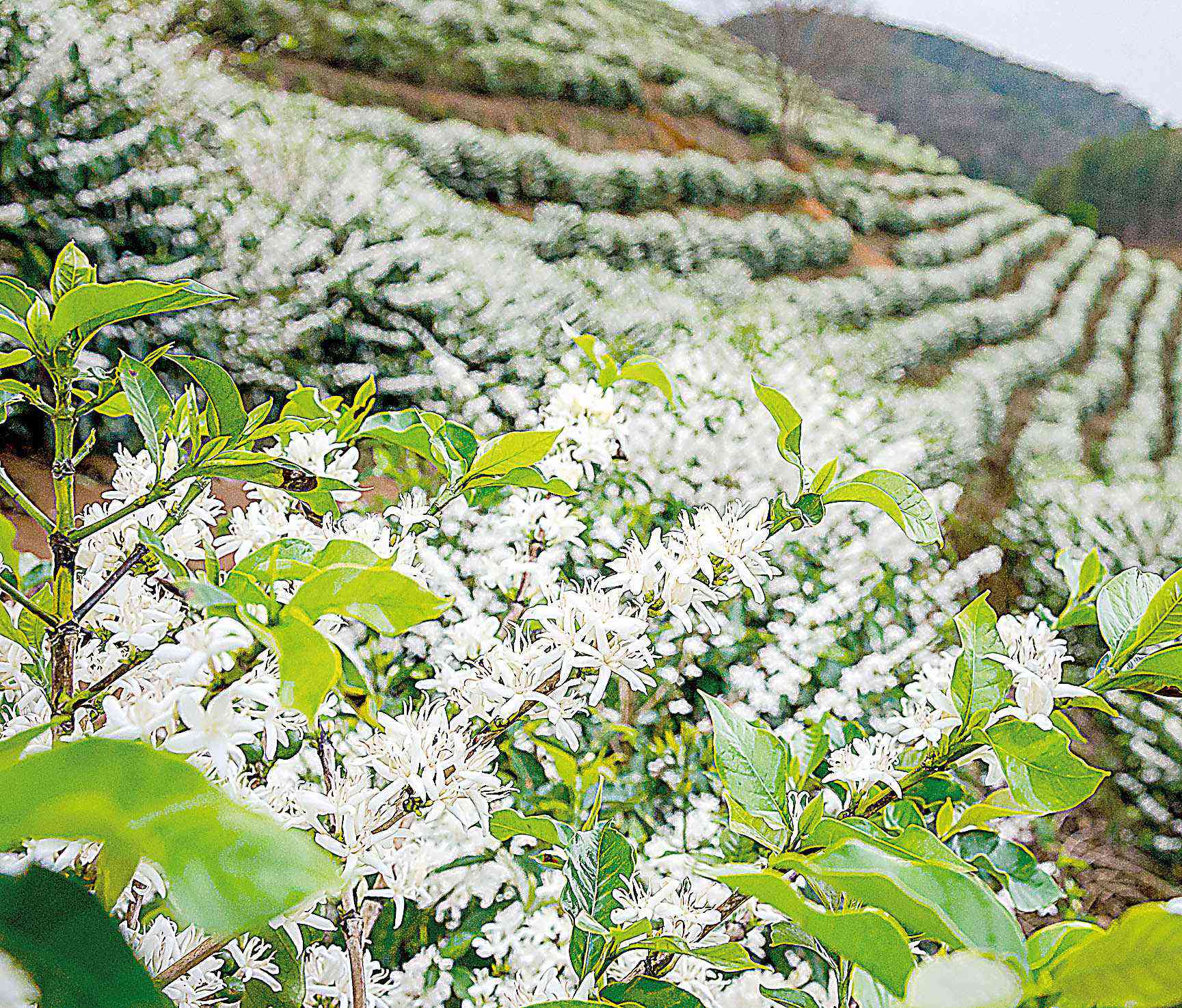 Em Minas, a florada chegou mais cedo, colocando em risco o desenvolvimento de frutos 