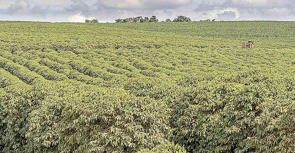 Boas condições climáticas favoreceram as regiões