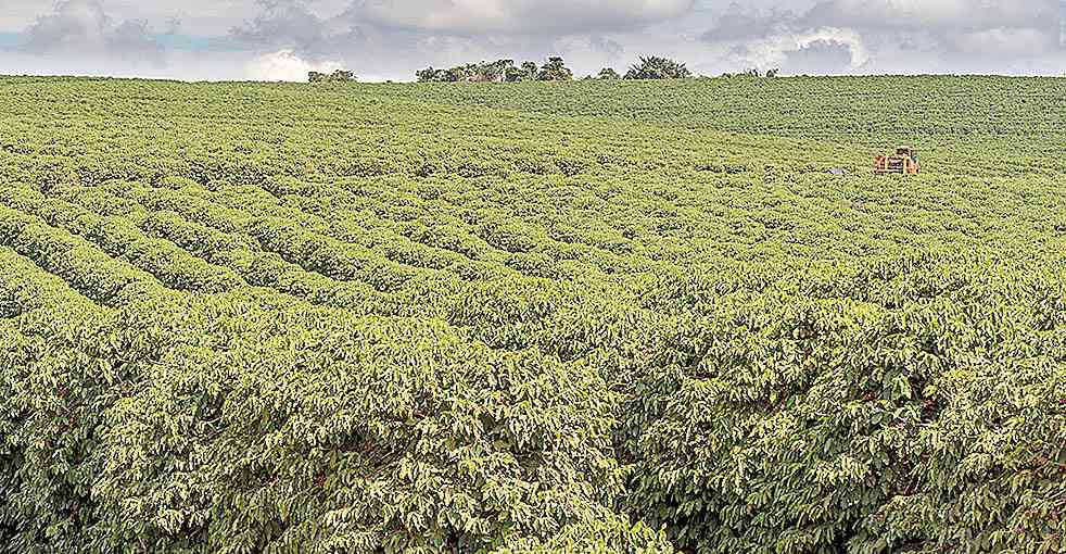 No Cerrado, projeção é de alta de 90,5% e, na Zona da Mata, aumento de 15,9%/Divulgação