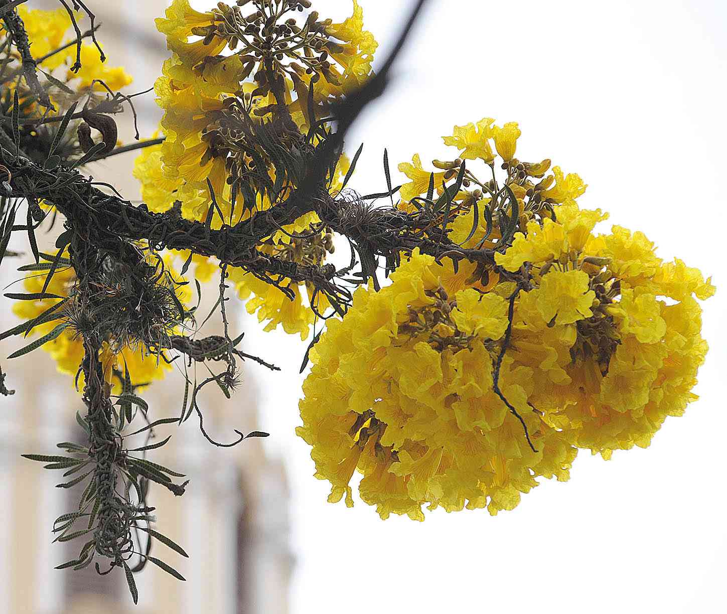 Primavera traz previsão de mais calor ao Sudeste