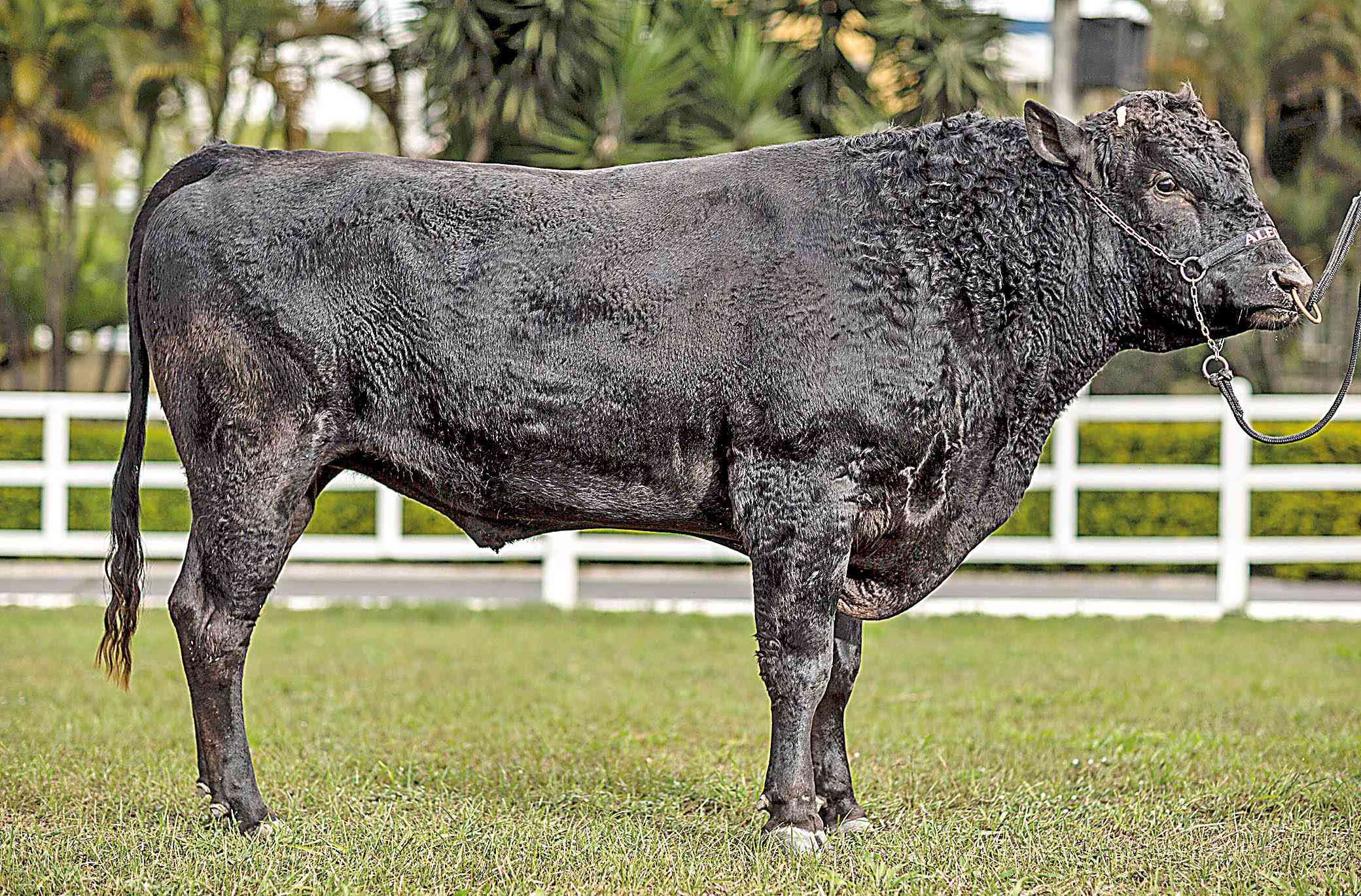 Um dos produtos mais nobres da loja será a carne do gado wagyu, do rebanho puro sangue da fazenda - Rafael Motta