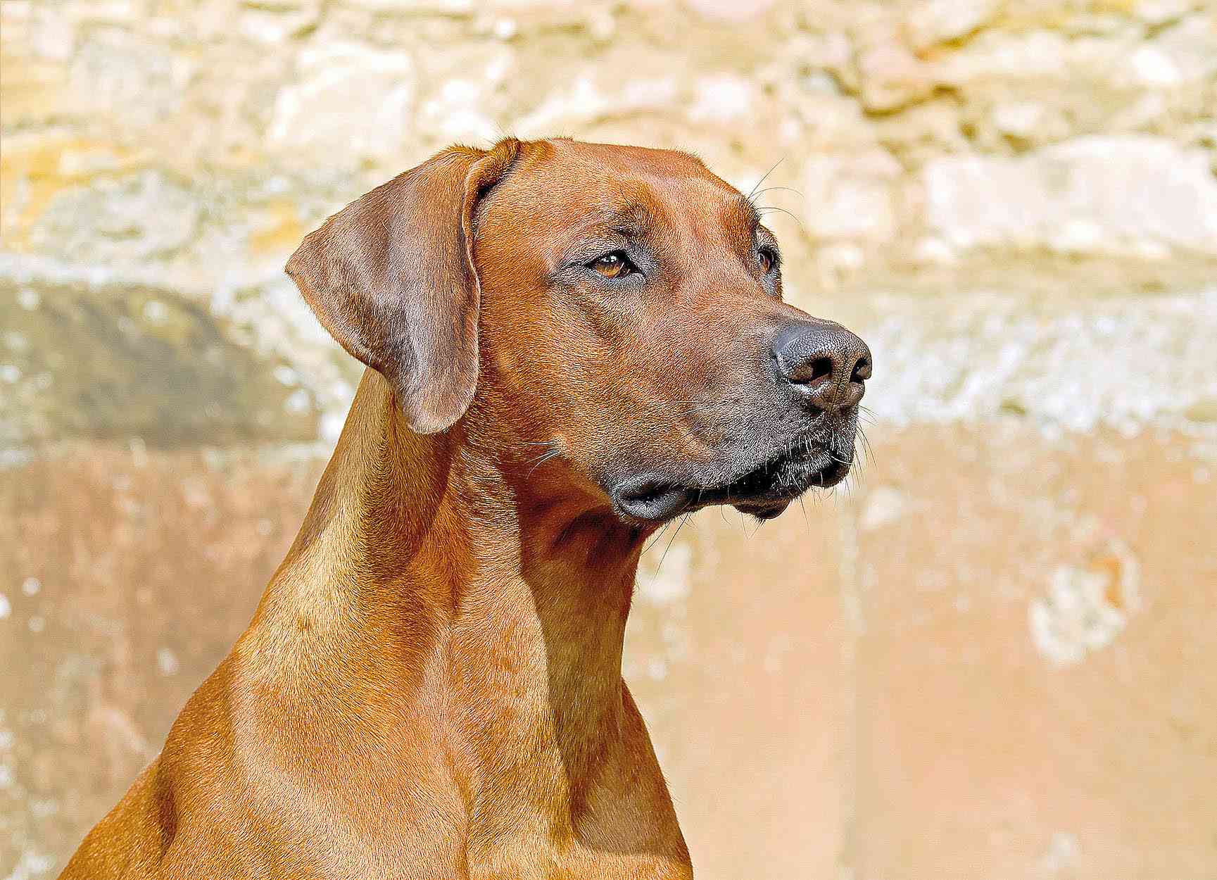 Upvet lança modelo de negócio em quiosque