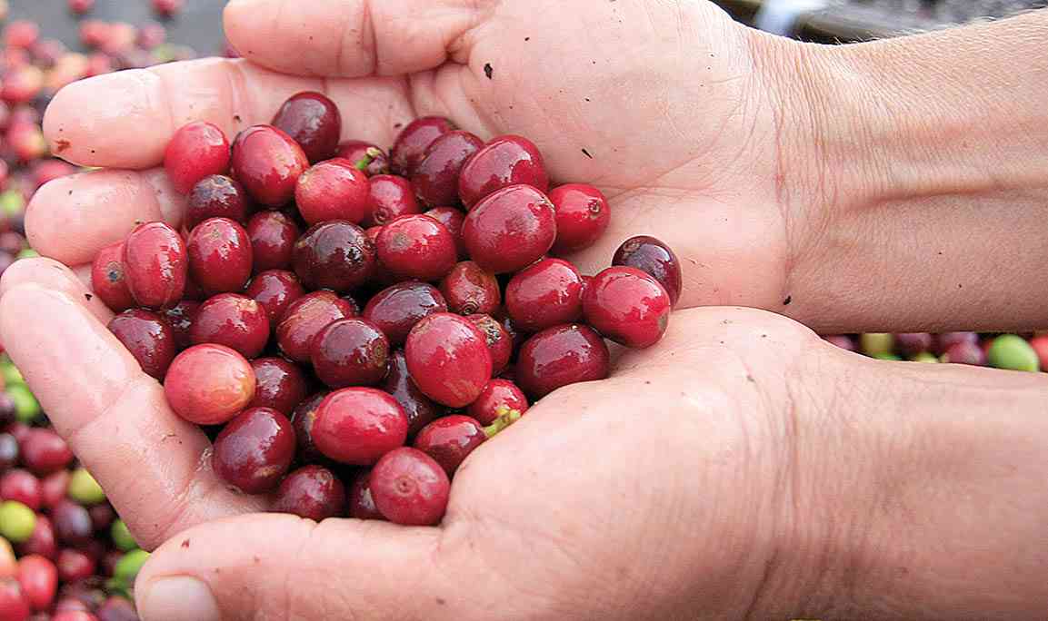 Produtor de Ruanda é vencedor do Prêmio Illy