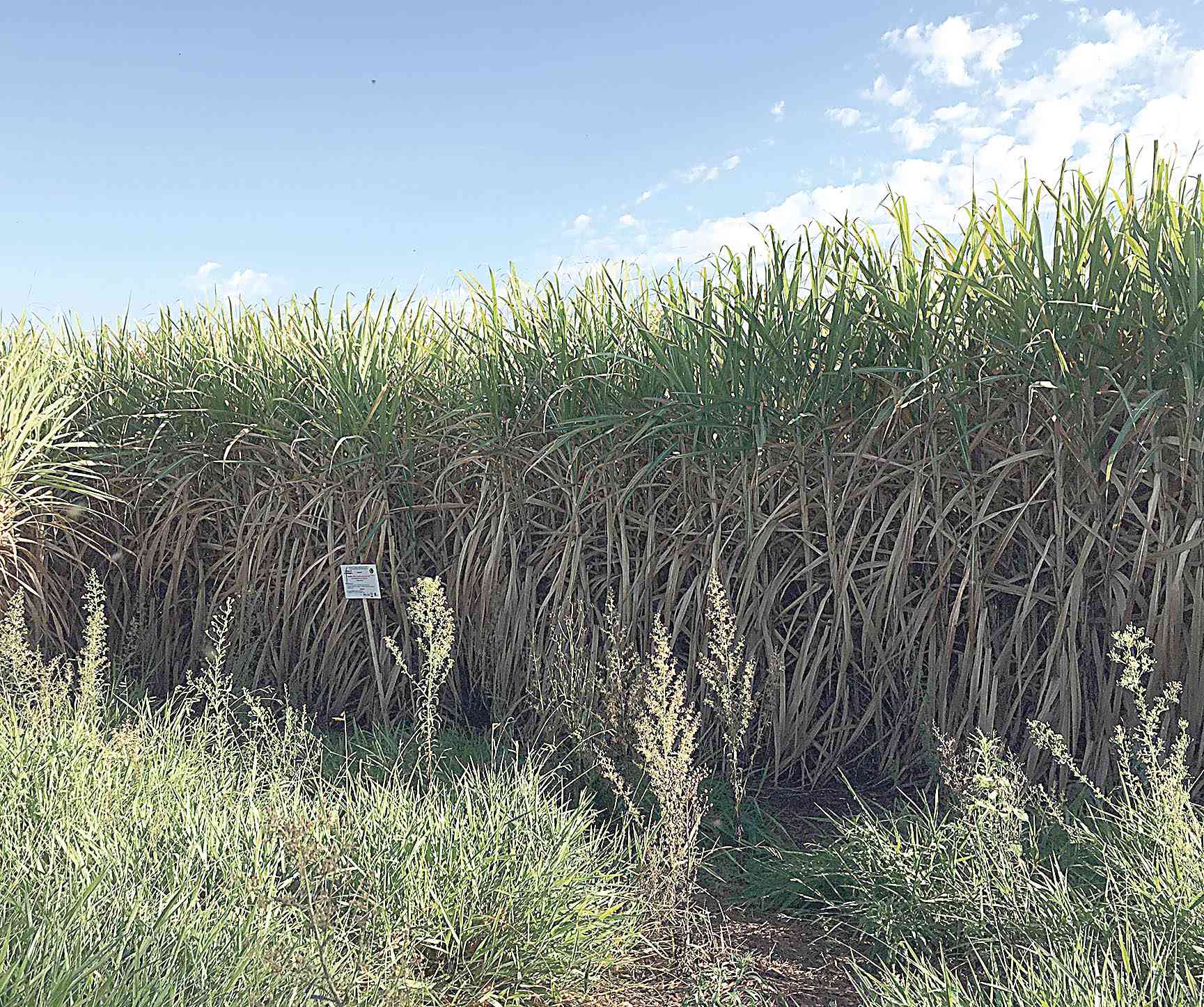 UFU desenvolve fertilizante organomineral