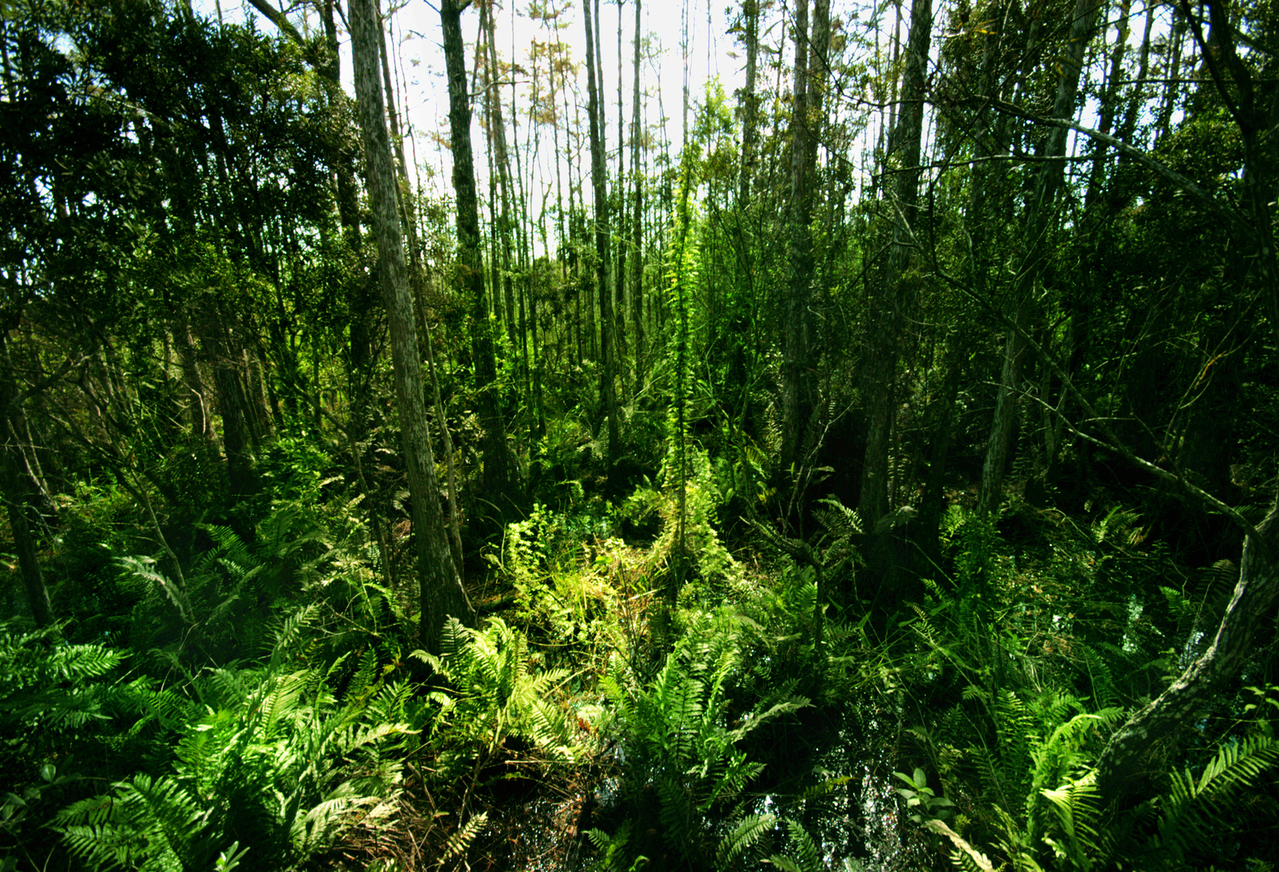 As duas Amazônias brasileiras