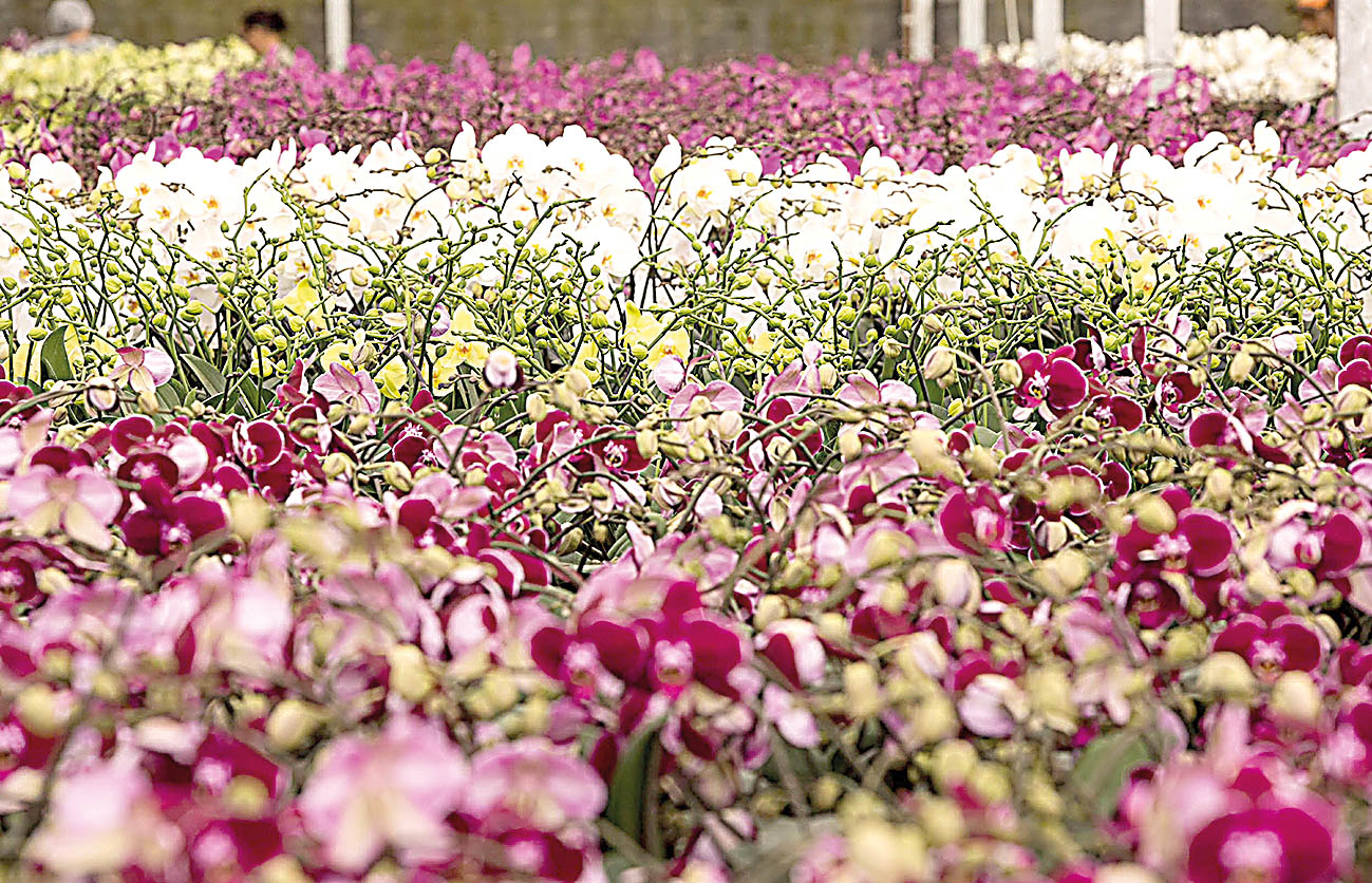 Orquídeas são cultivadas há mais de 20 anos
