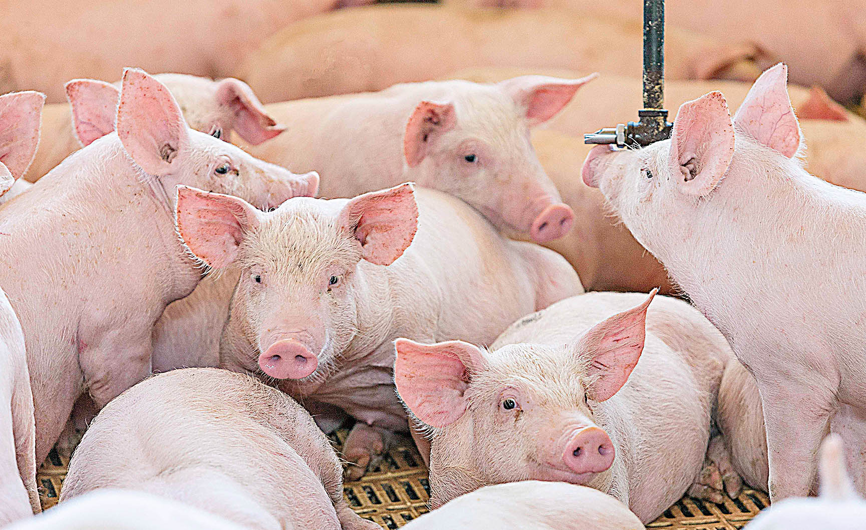 Abertura do mercado indiano reduzirá perdas