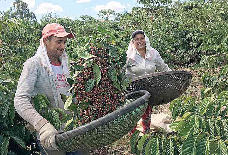 Cafeicultores brasileiros devem investir menos em tratos culturais