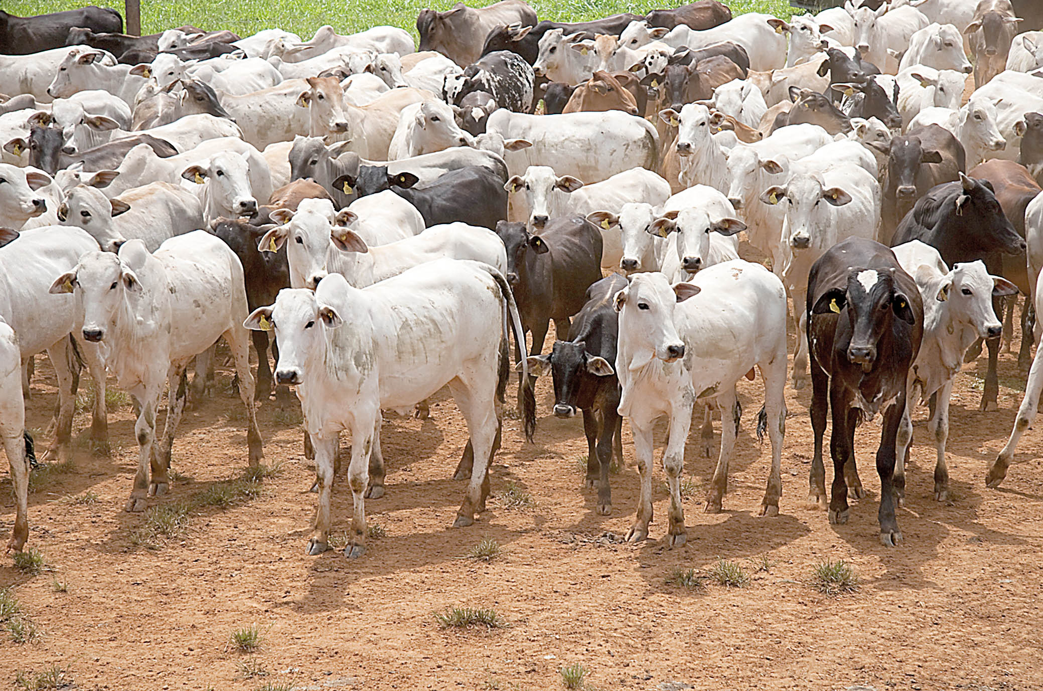 Produtor que não imunizar rebanho estará sujeito a multa; cerca de 9,5 milhões de animais devem ser vacinados - Agência Minas/Divulgação