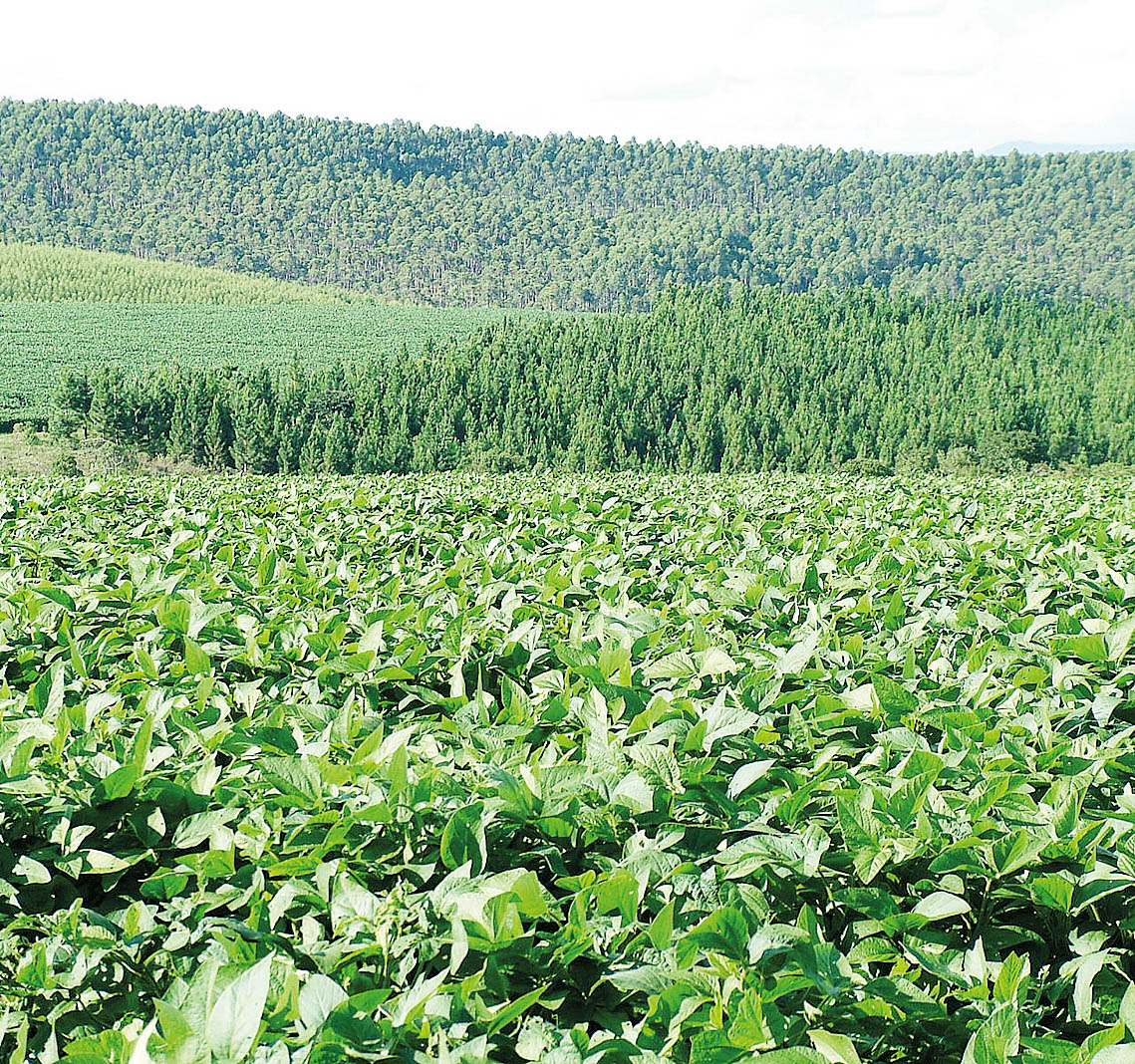 Até o momento, 20% da safra 2018-2019 já foi plantada no País - Divulgação