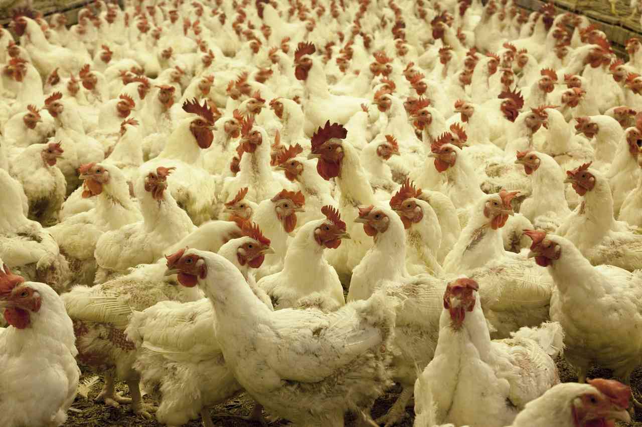 Lanagro vai contar com laboratório de alta segurança