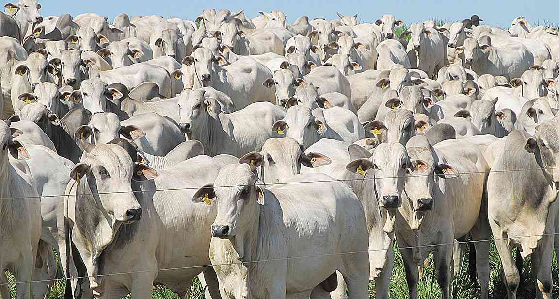Exportações impulsionam o abate de bovinos no Brasil