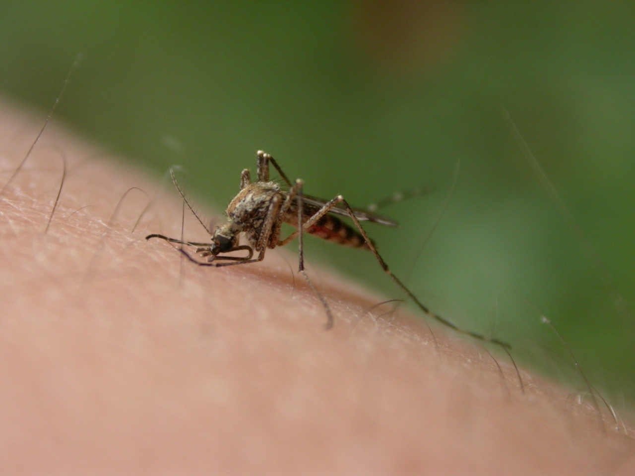Projeto utiliza IoT no combate ao Aedes Aegypti