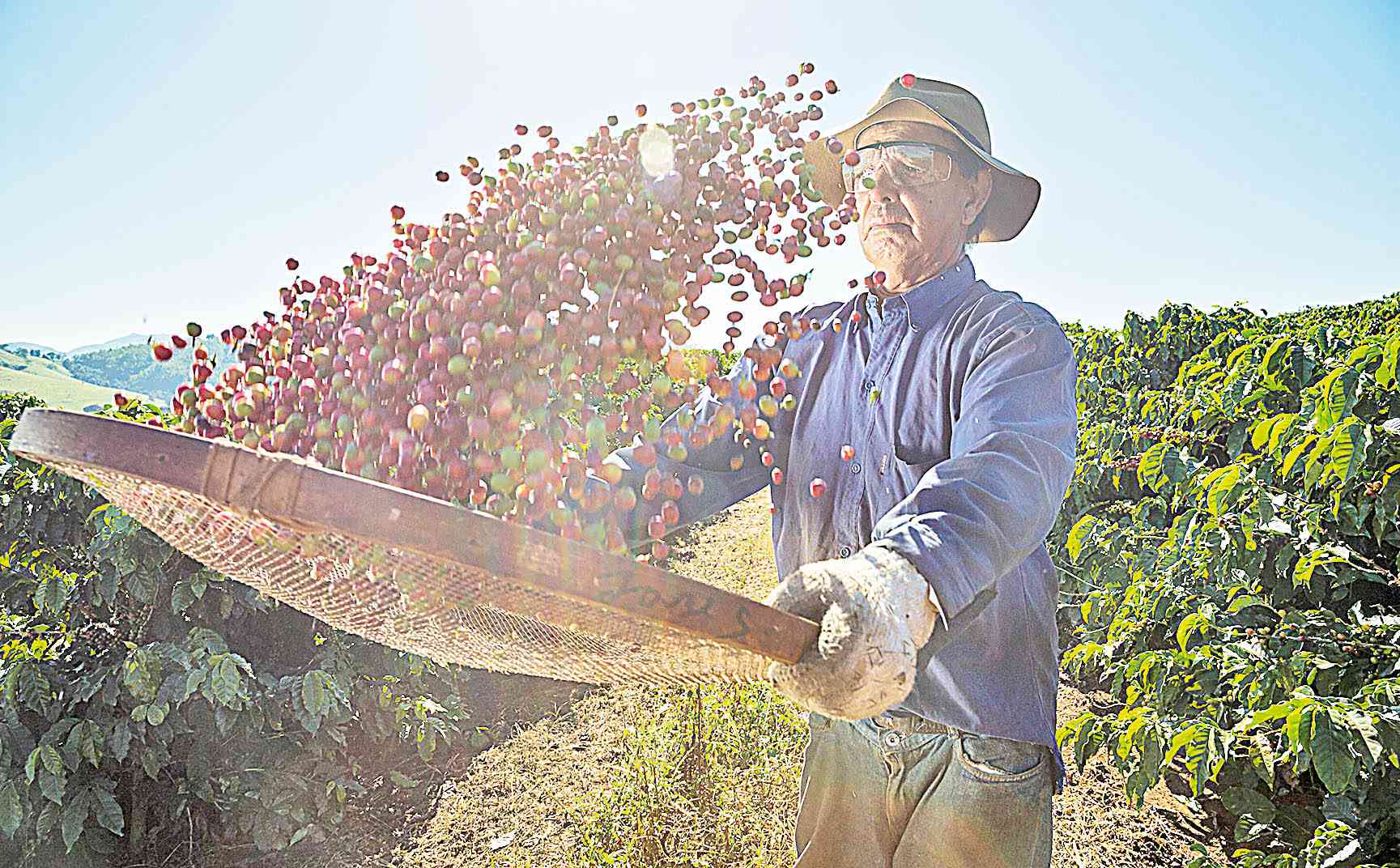 No Estado, área em produção cresceu puxada principalmente pelo Sul de Minas e Cerrado - Arquivo Senar Minas