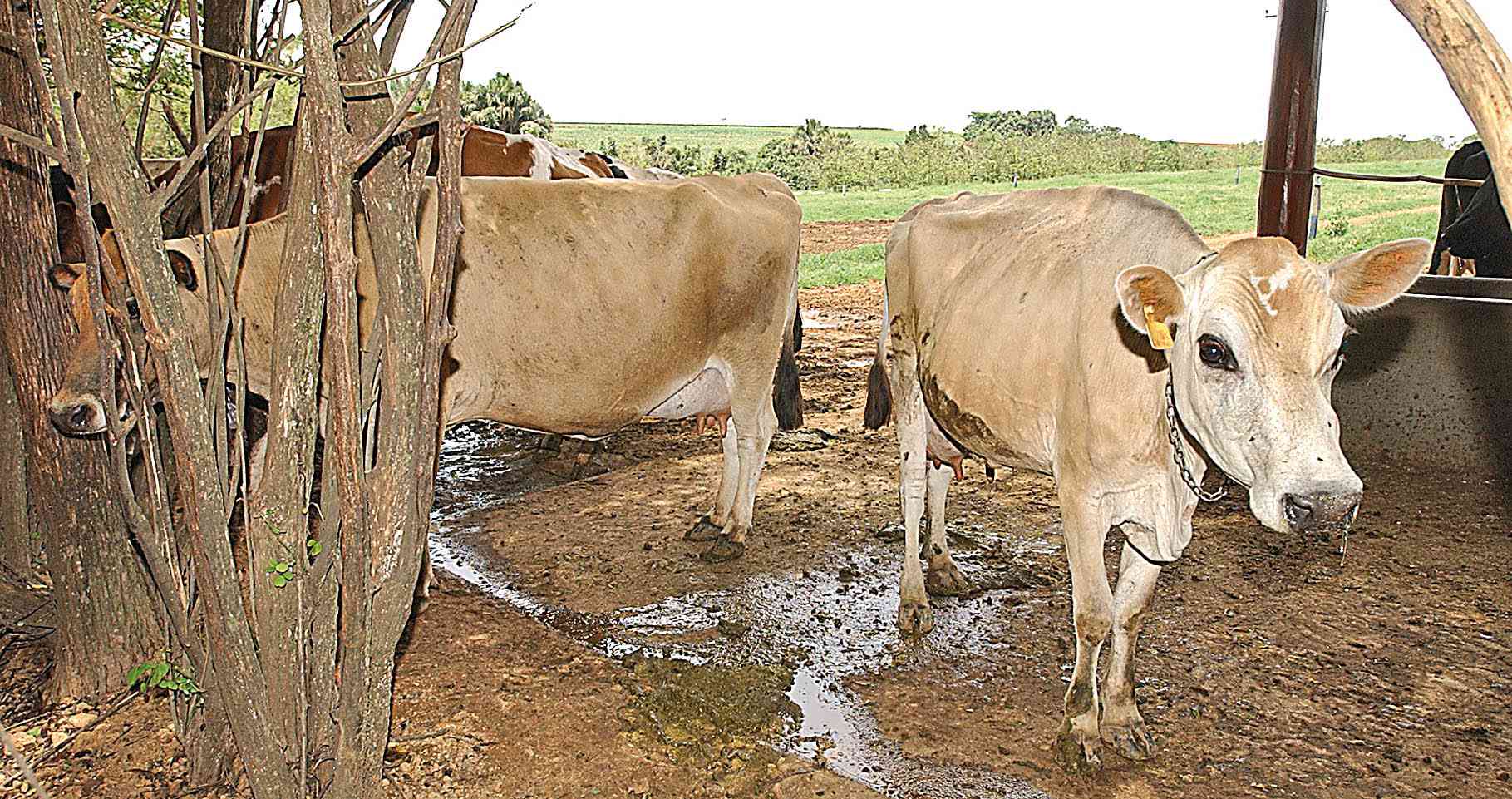 Minas tem grande potencial no agronegócio