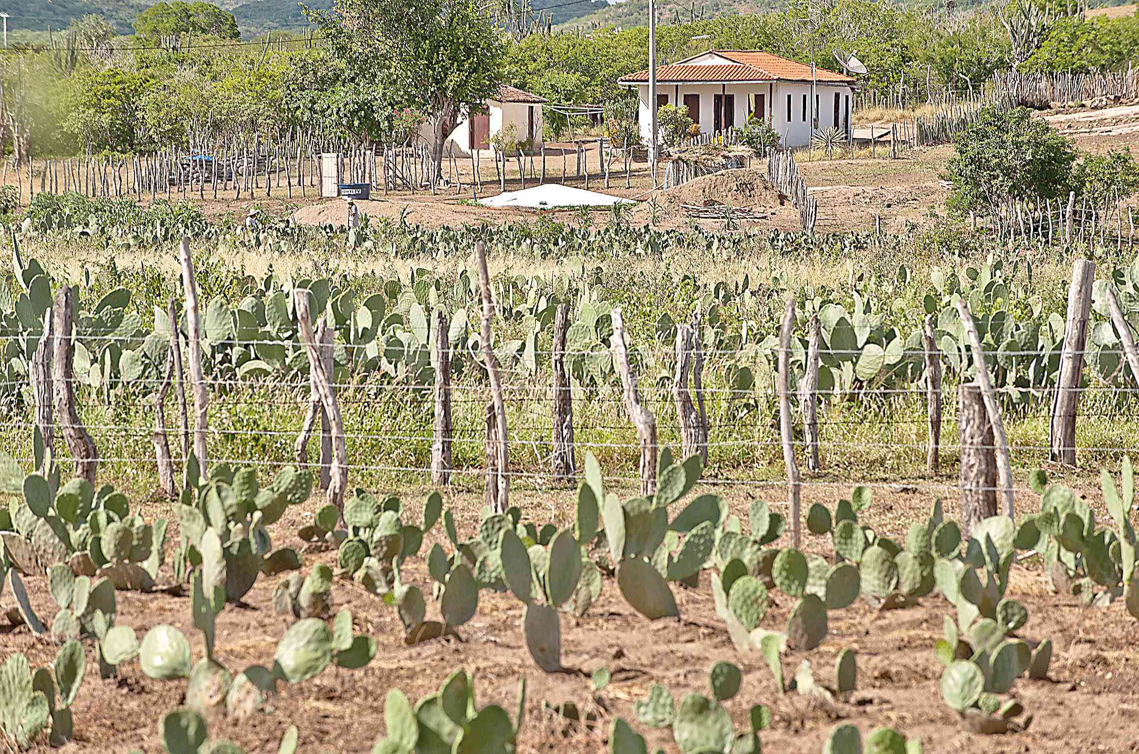 Embrapa estuda uso de resíduos em cultivo no País