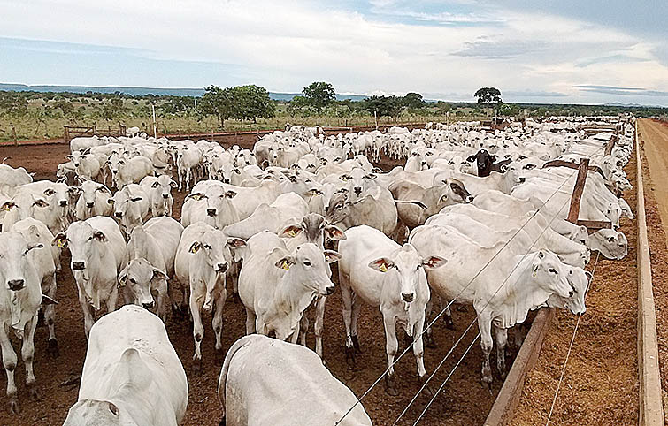 [ESPECIAL] No corte, fim de ano é animador para setor produtivo