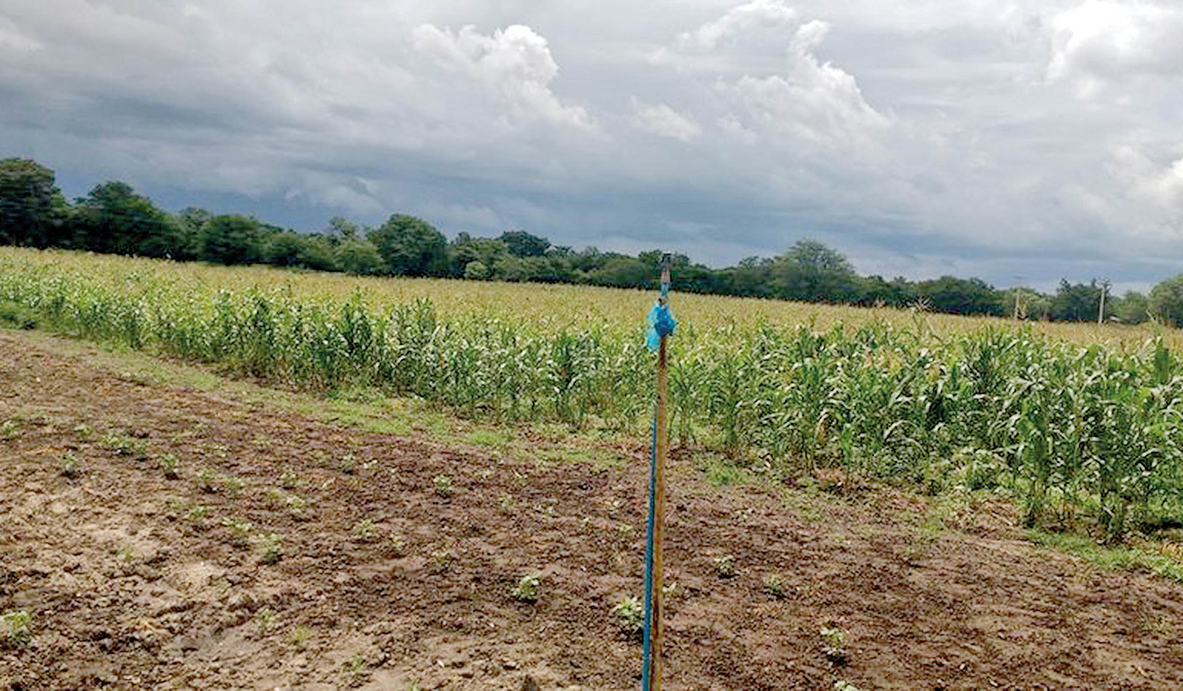 Banco e campo beneficiam agricultores em Minas Gerais