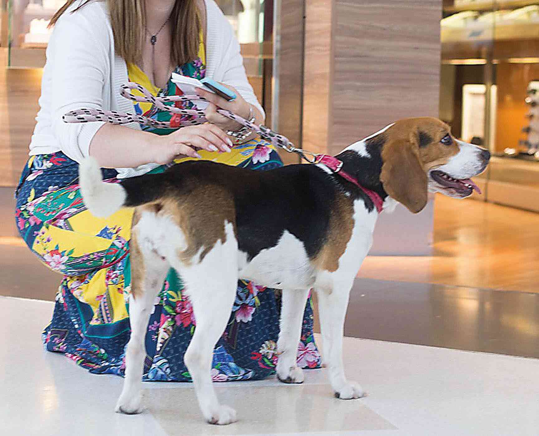 Centros de compras na RMBH adotam estratégias para atrair clientes com os seus pets - Divulgação