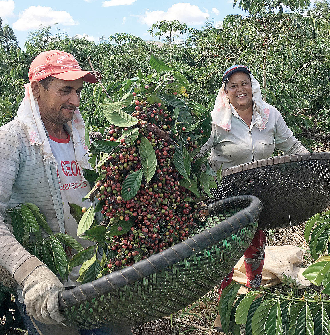 Objetivo de iniciativa é oferecer soluções tecnológicas e inovadoras para o mercado cafeeiro - Crédito: Jose Roberto Gomes/Reuters